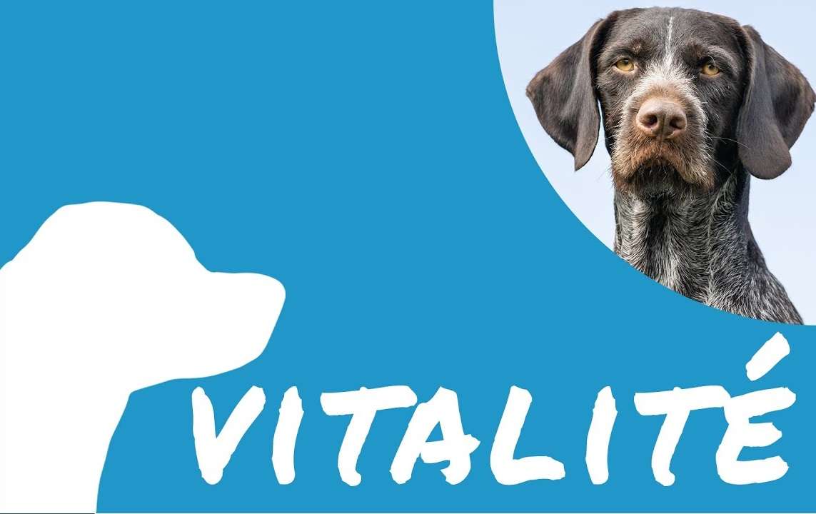 Vitalité - énergie